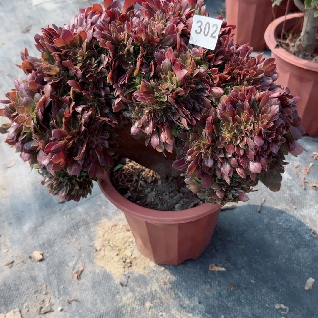 秀*302多肉植物玫瑰缀