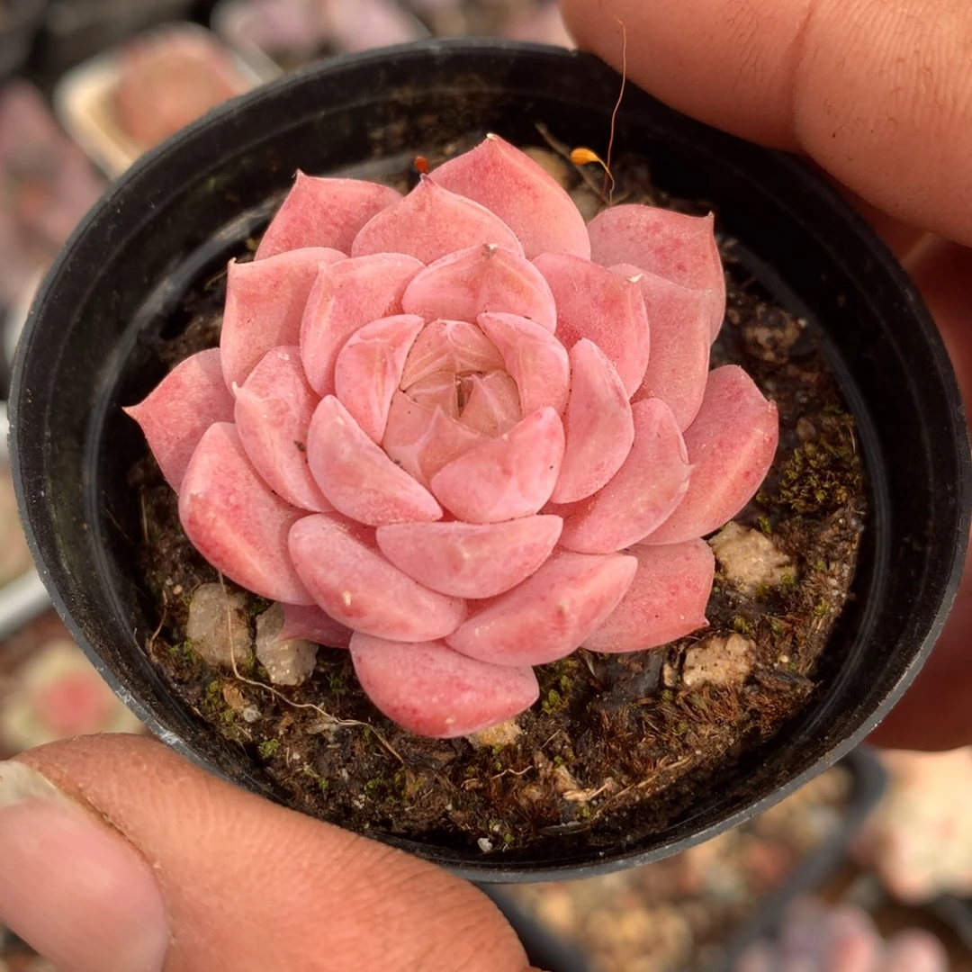 爱神多肉一物一拍