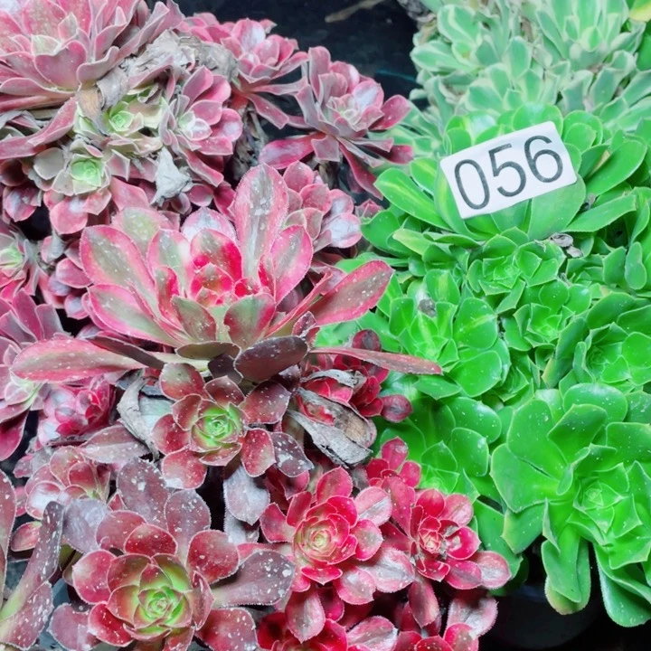 多肉植物组合056