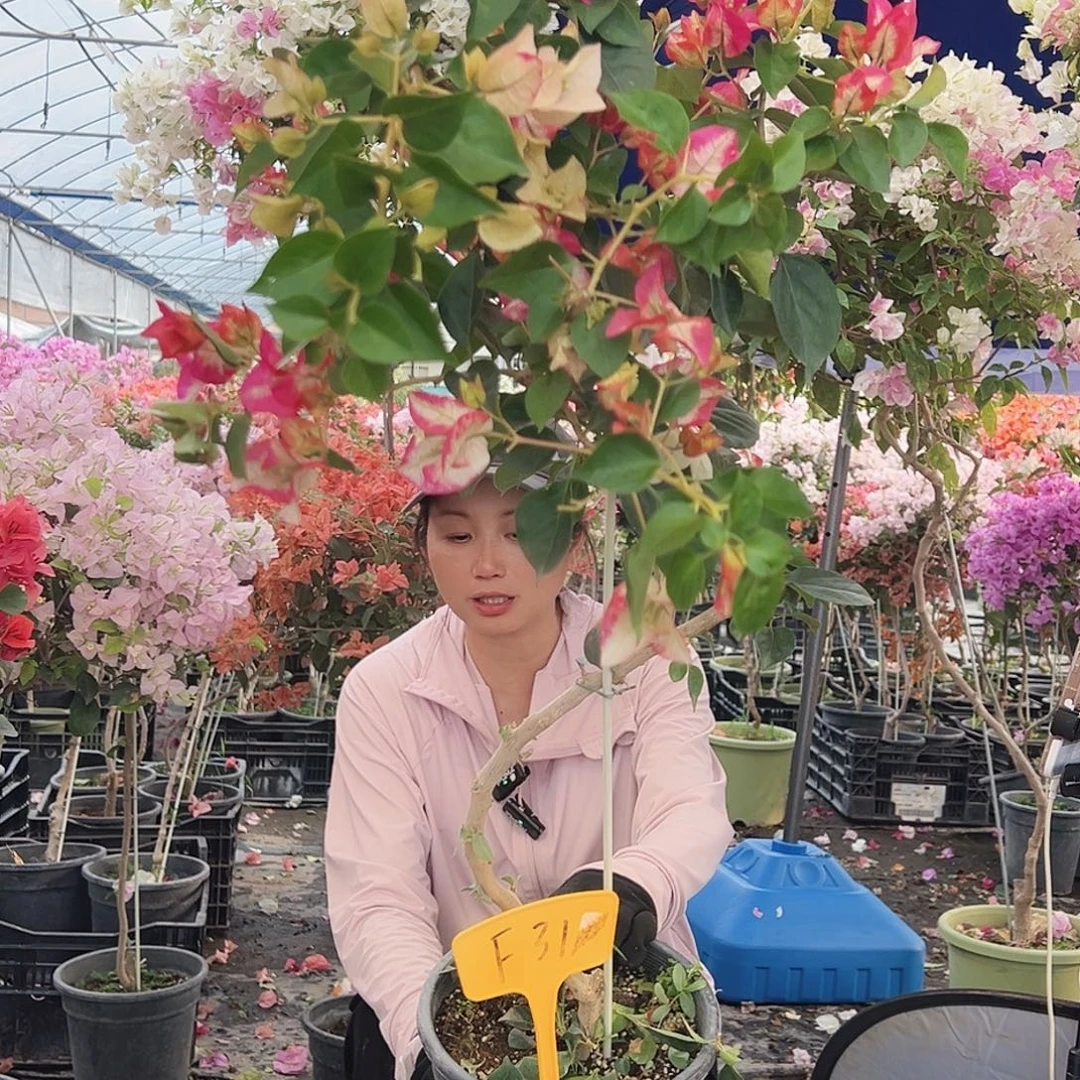 微***笑大部分花苞少量开放F31娆