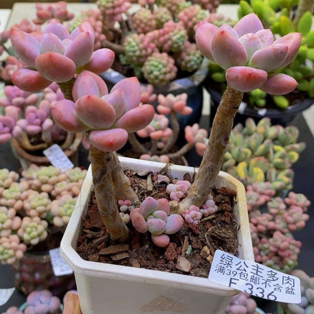 336樱花洛神10cm多肉