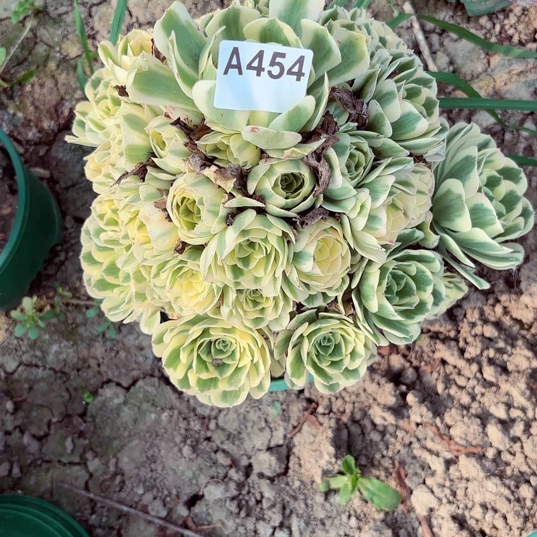 迈巴赫8-44偏远不包邮
