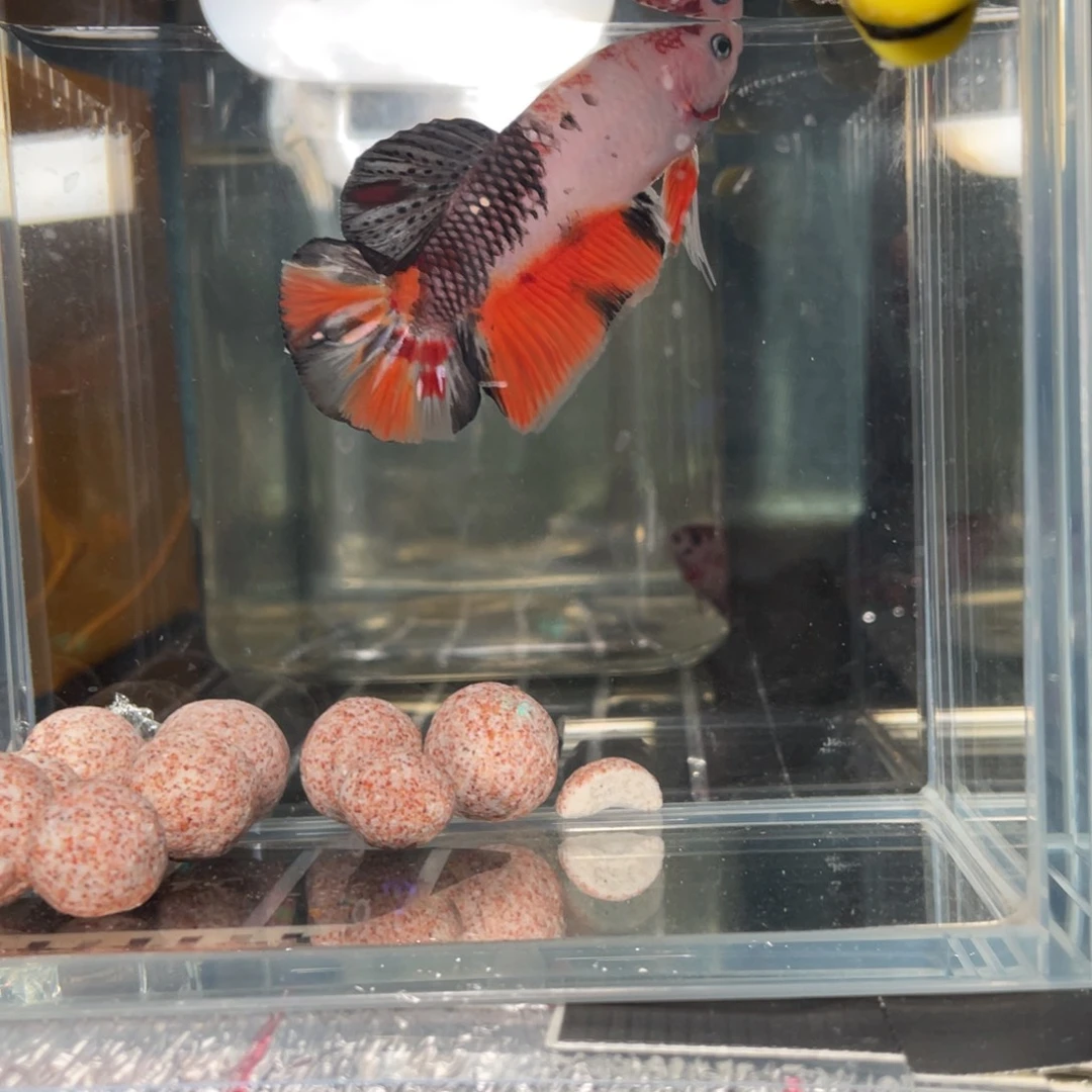 斗鱼12.29 巨斗090