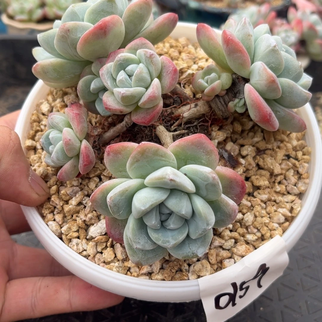 0159冰玉老桩飘枝7头13厘米