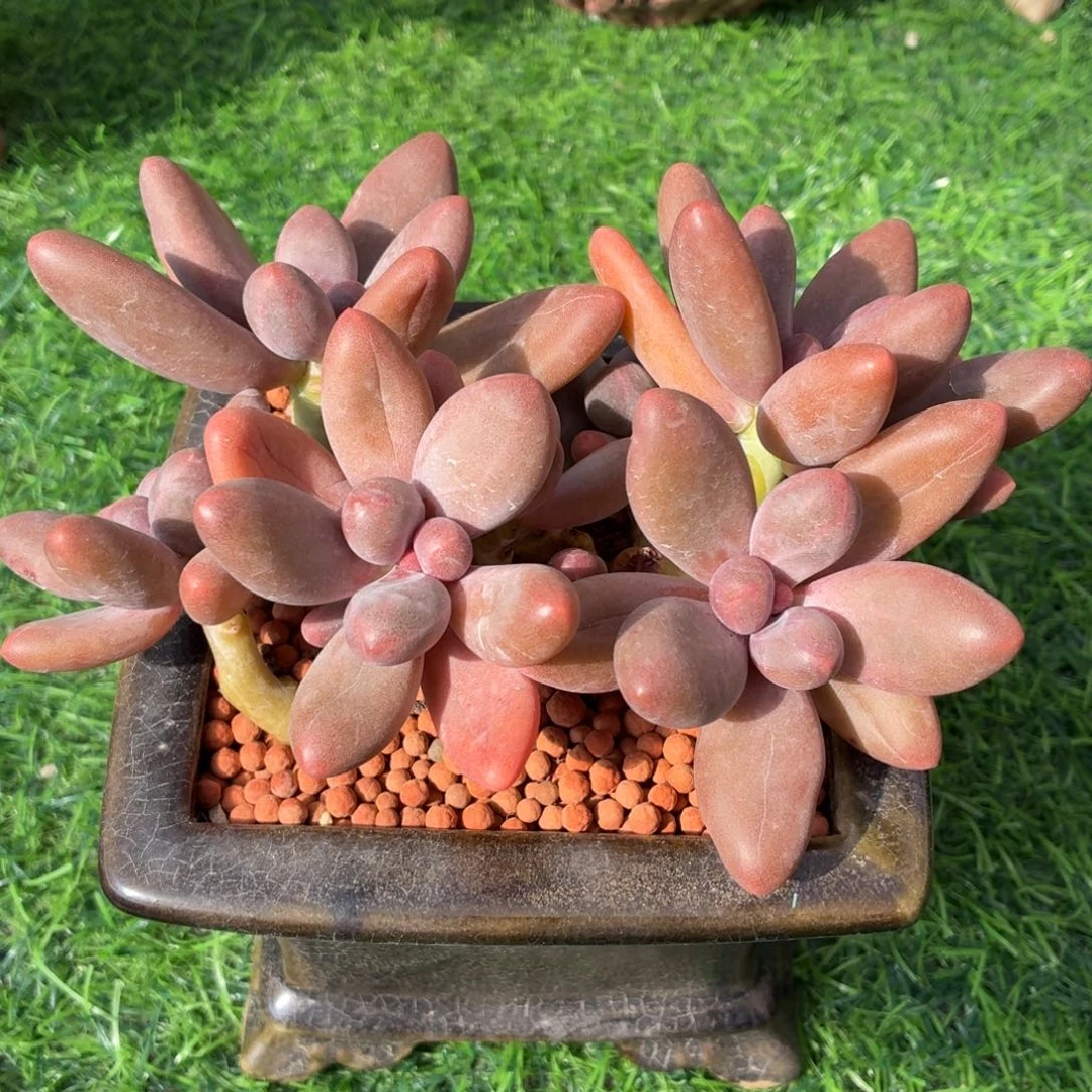 多肉植物 糖果美人-4