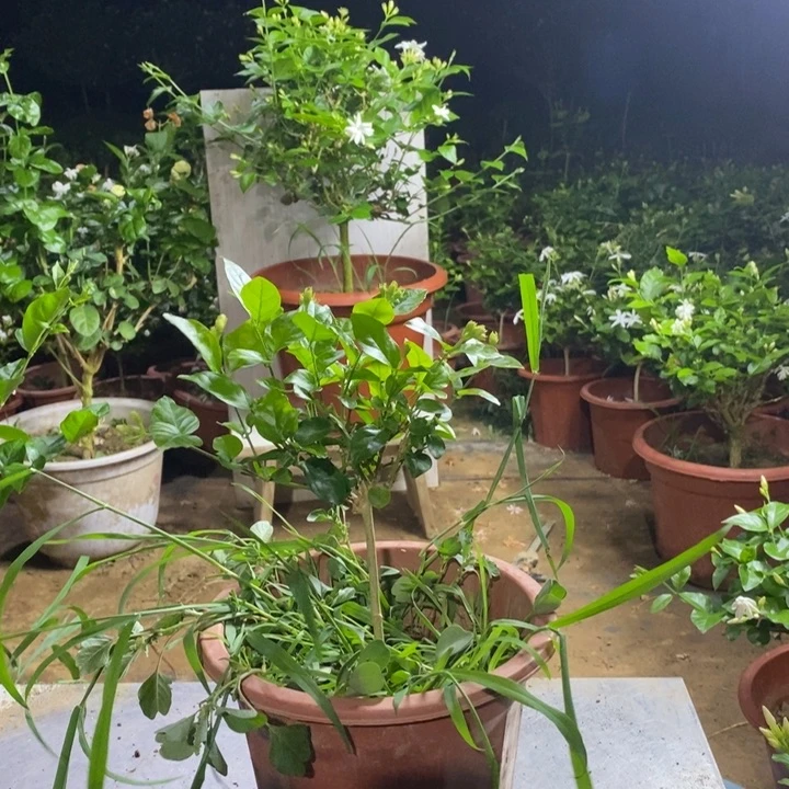 彩****全部花苞补发重笔