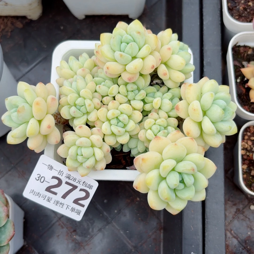 樱花罗琦无盆土发货无盆土发货无