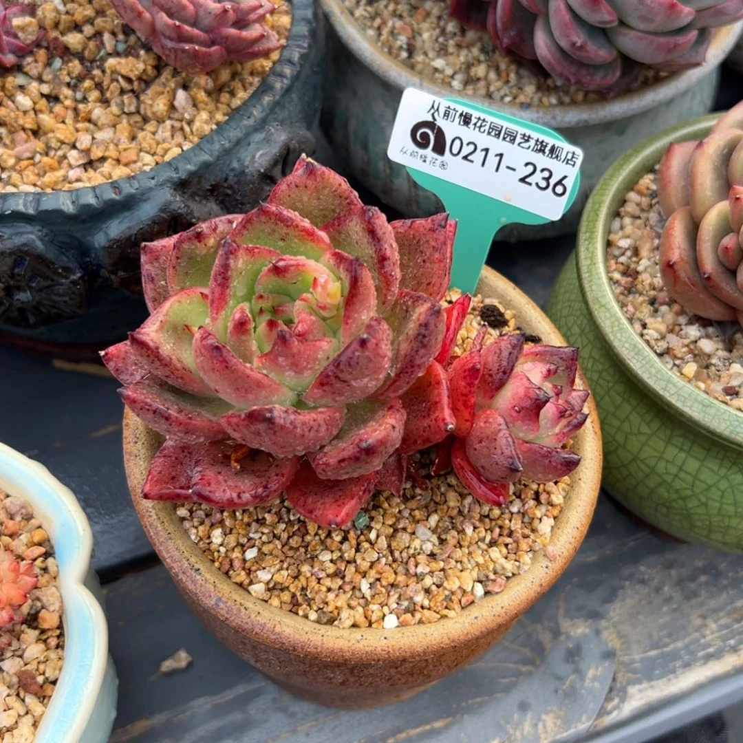 多肉一物一拍0211-236