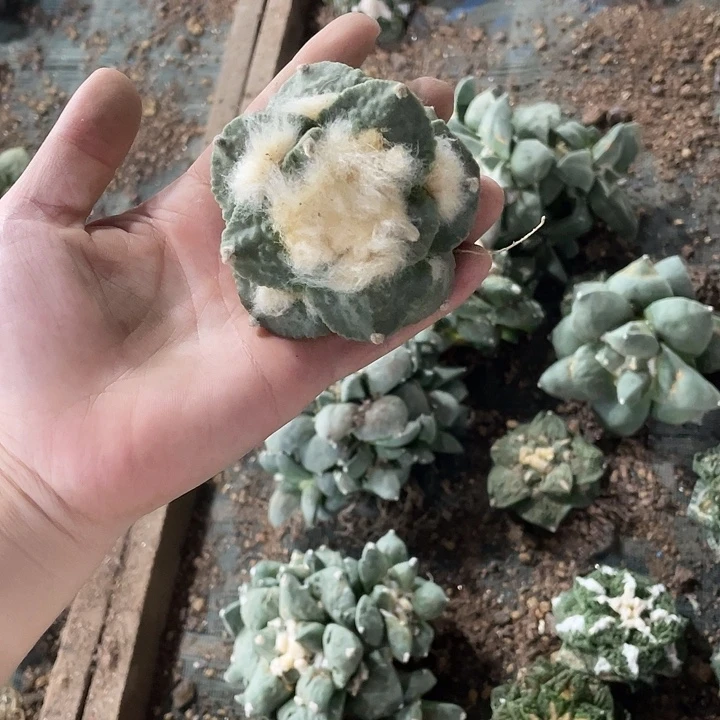自根花牡丹龟甲特价