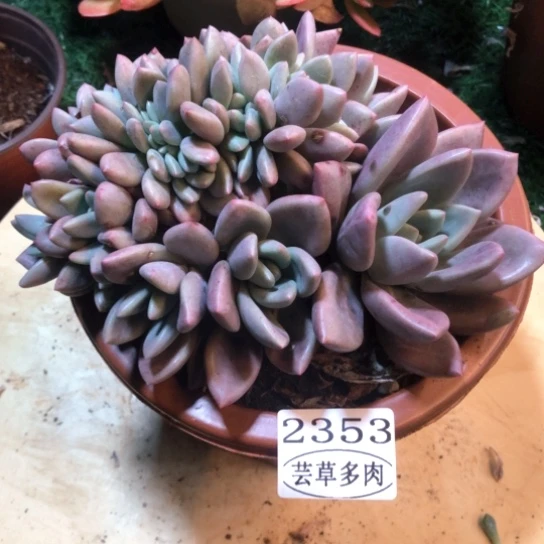 桃花源缀化，2353，一物一拍