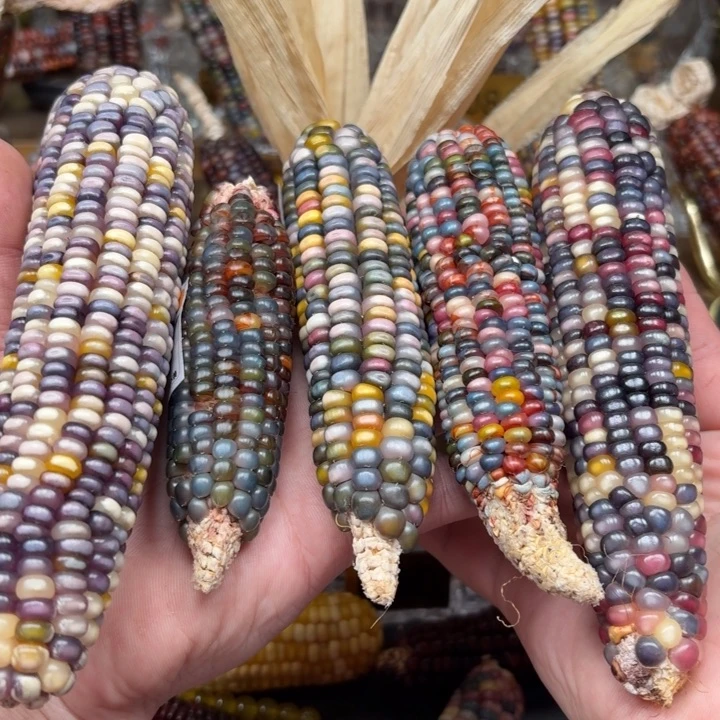 柏香籽/百香籽吊坠M*南