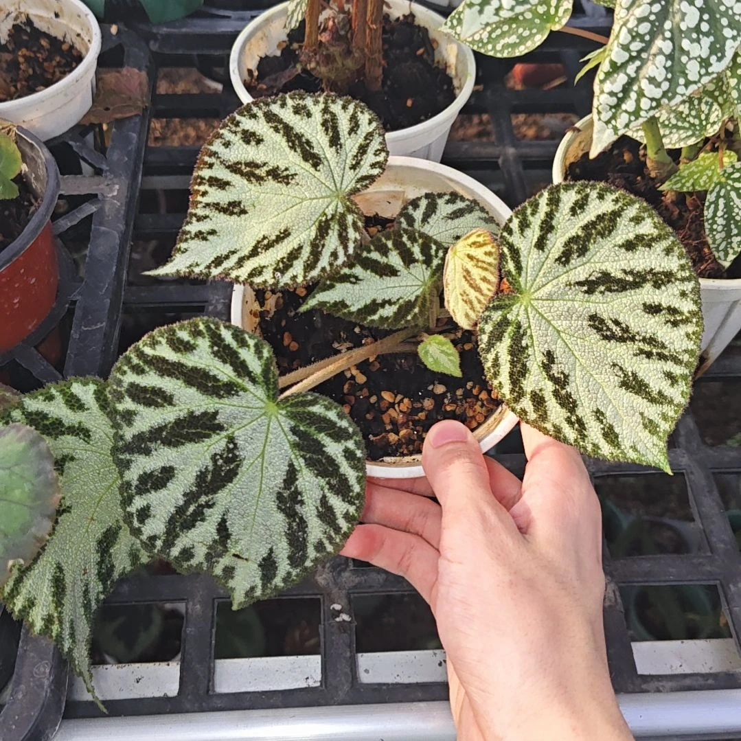 帝王银珠秋海棠一物一拍