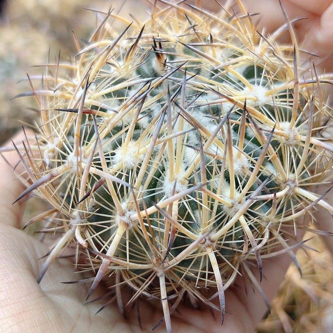苗接虎爪玉含刺8公分无根