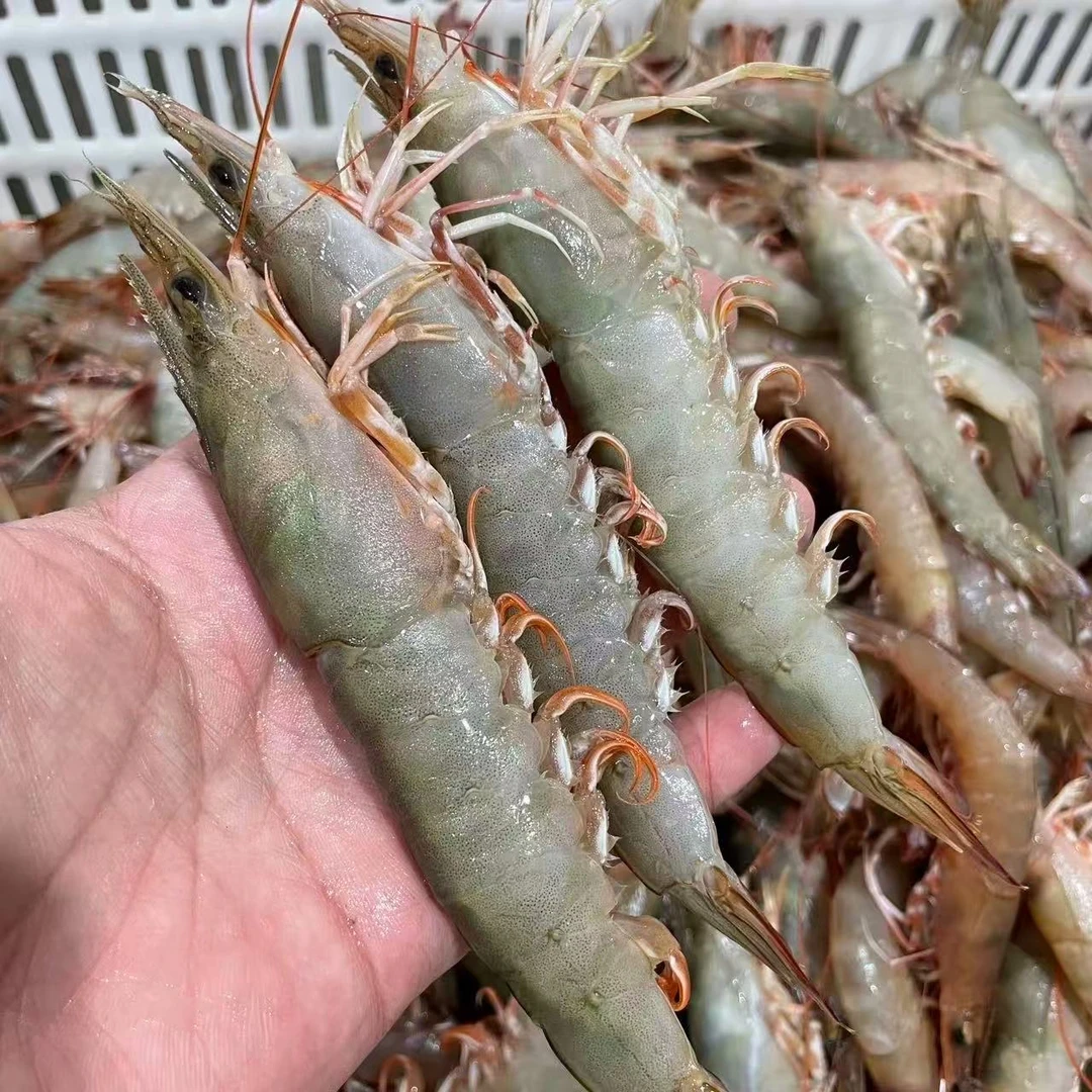 野生沙鲈虾/土虾/麻虾 现称  顺丰包邮 3斤 4斤 5斤