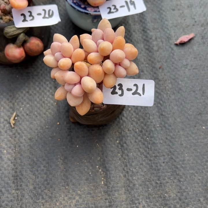 23-21盆加肉小鹿园艺