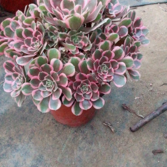郑***雪无花朵皇后法师多肉植物41号