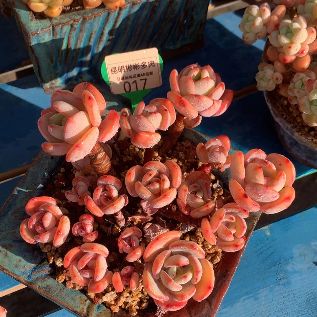 白月光老桩无砍017