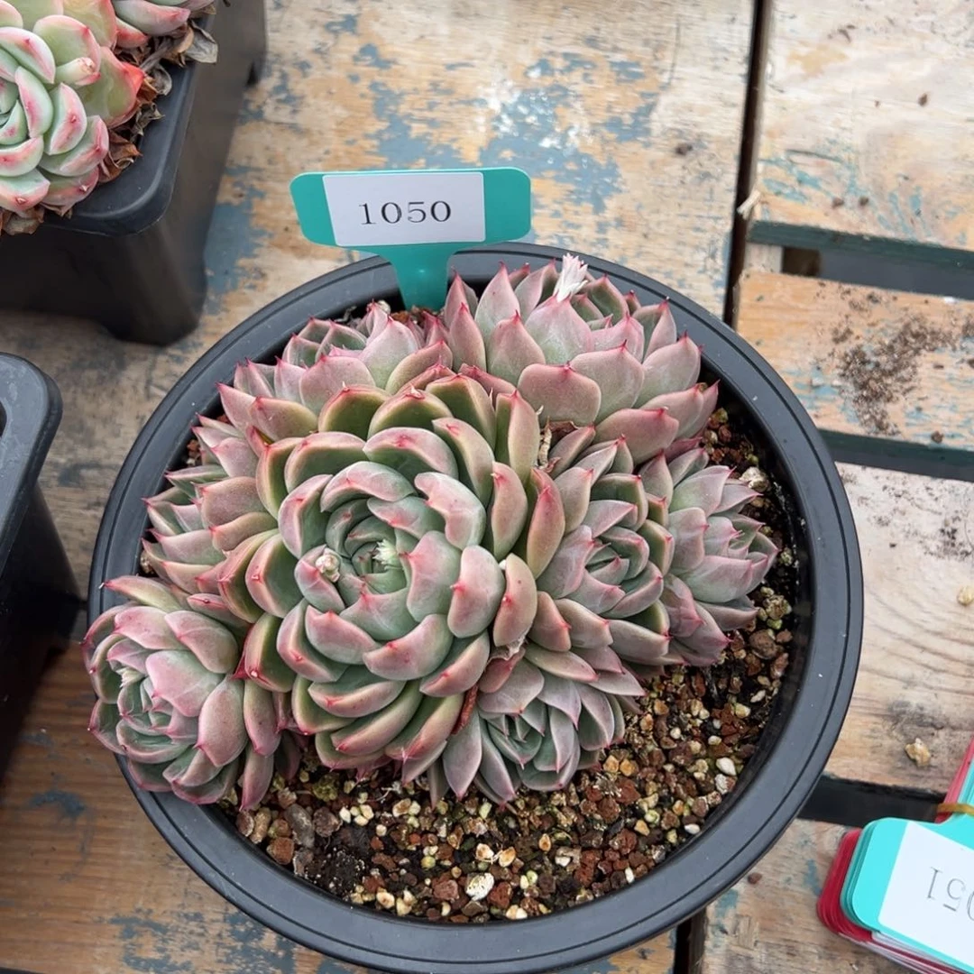 随**风1050多肉多多多多