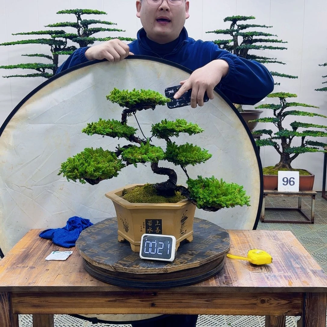 无花朵柏树造型盆景