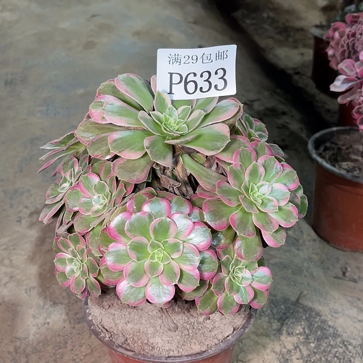 633安娜多肉植物