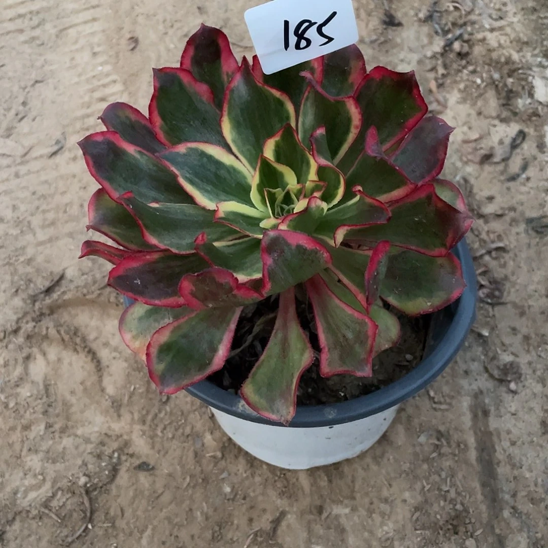 尘***法师植物魅影法师185