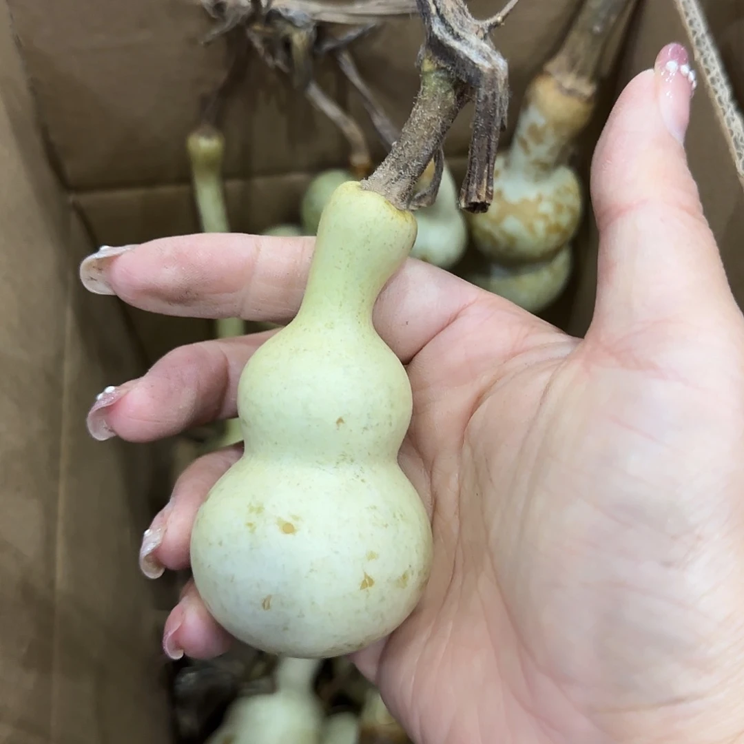 迷***春葫芦干活古古惑惑v回家好好