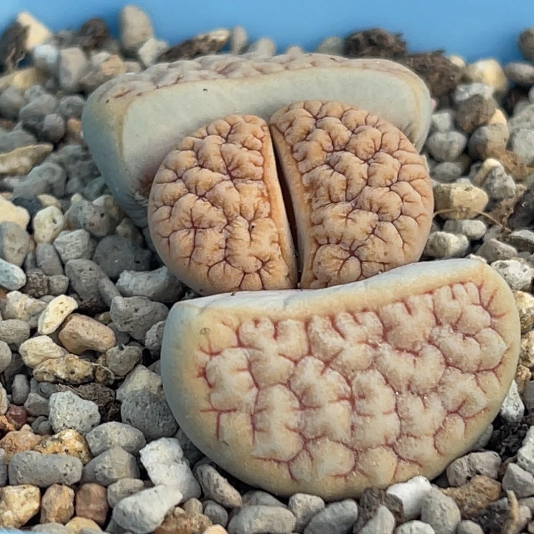 8625凹凸铁189一颗