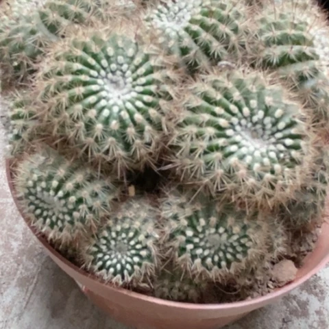 南国玉仙人球12米仙人球