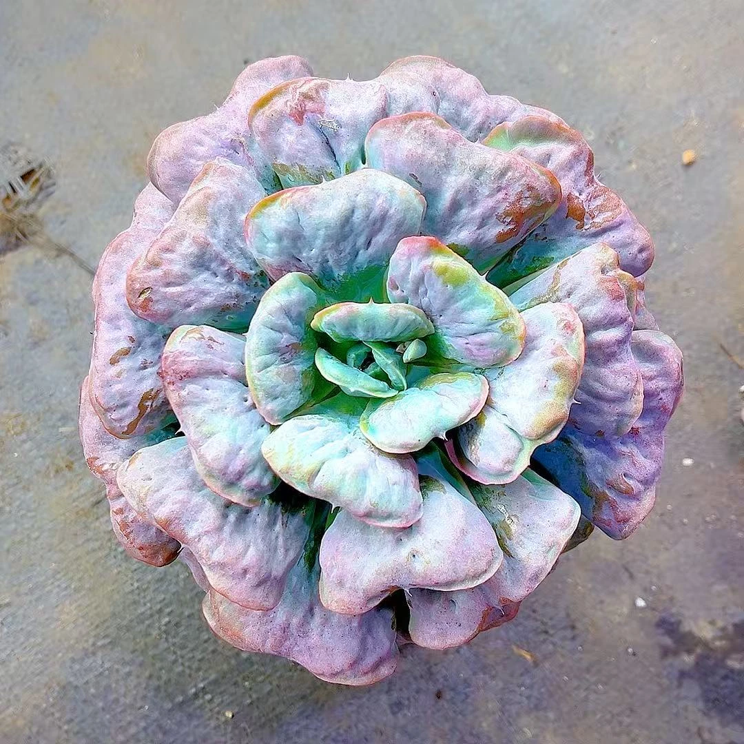 满15包邮（心之月）多肉植物 吸甲醛 净化空气 防辐射