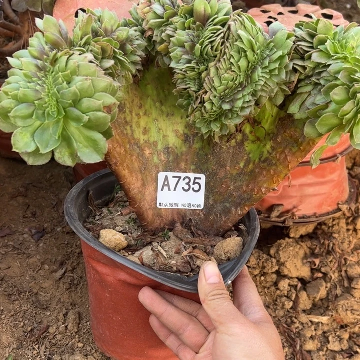 万缀微瑕多肉植物735.