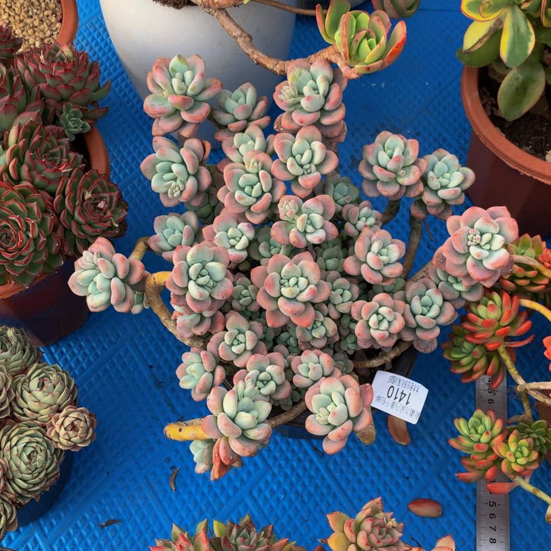 紫*晶1410红洛神多肉