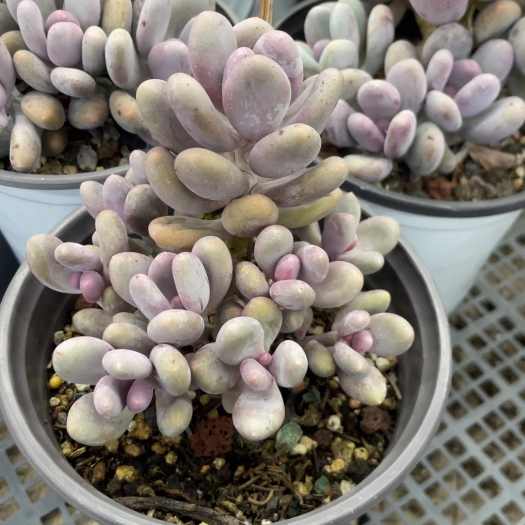 蛋黄奶酪九头无砍无摘