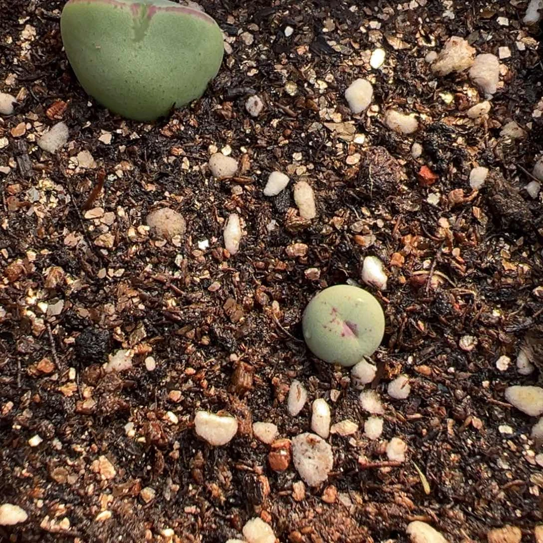 20-26肉锥多肉植物，
