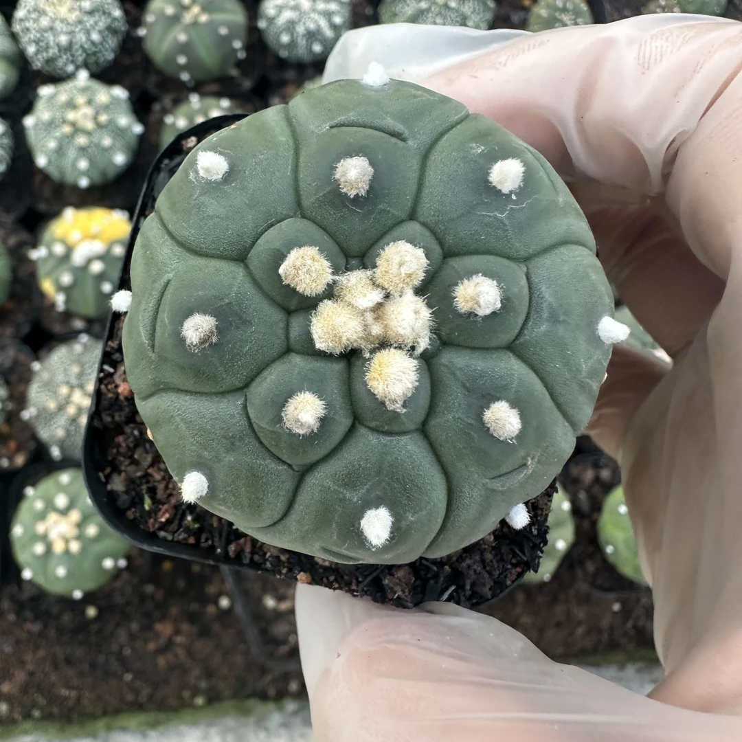 小恩园艺场一物一拍仙人球多肉植物