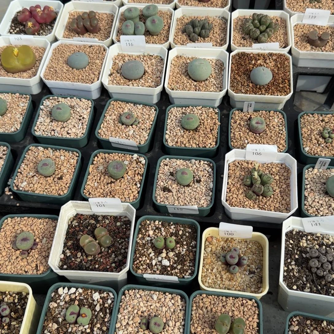 ****）多肉植物优惠券68 /2