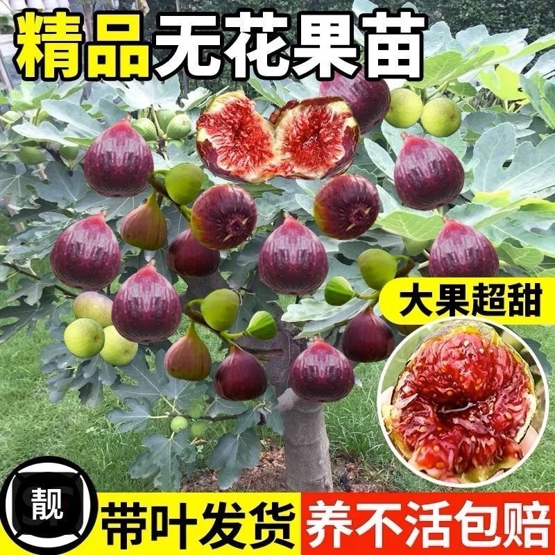 无花果树苗波姬红特大果矮化盆栽南北方阳台四季种植当年结果