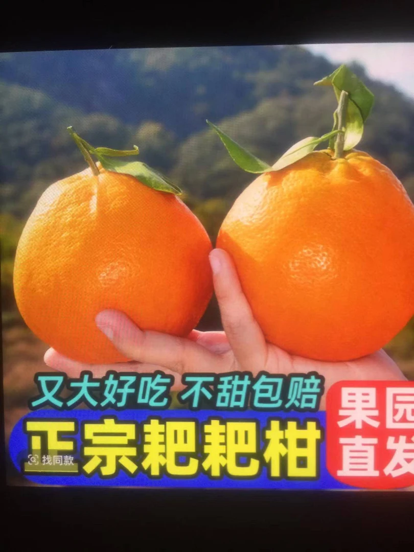 耙耙柑儿宠粉来袭精品果王