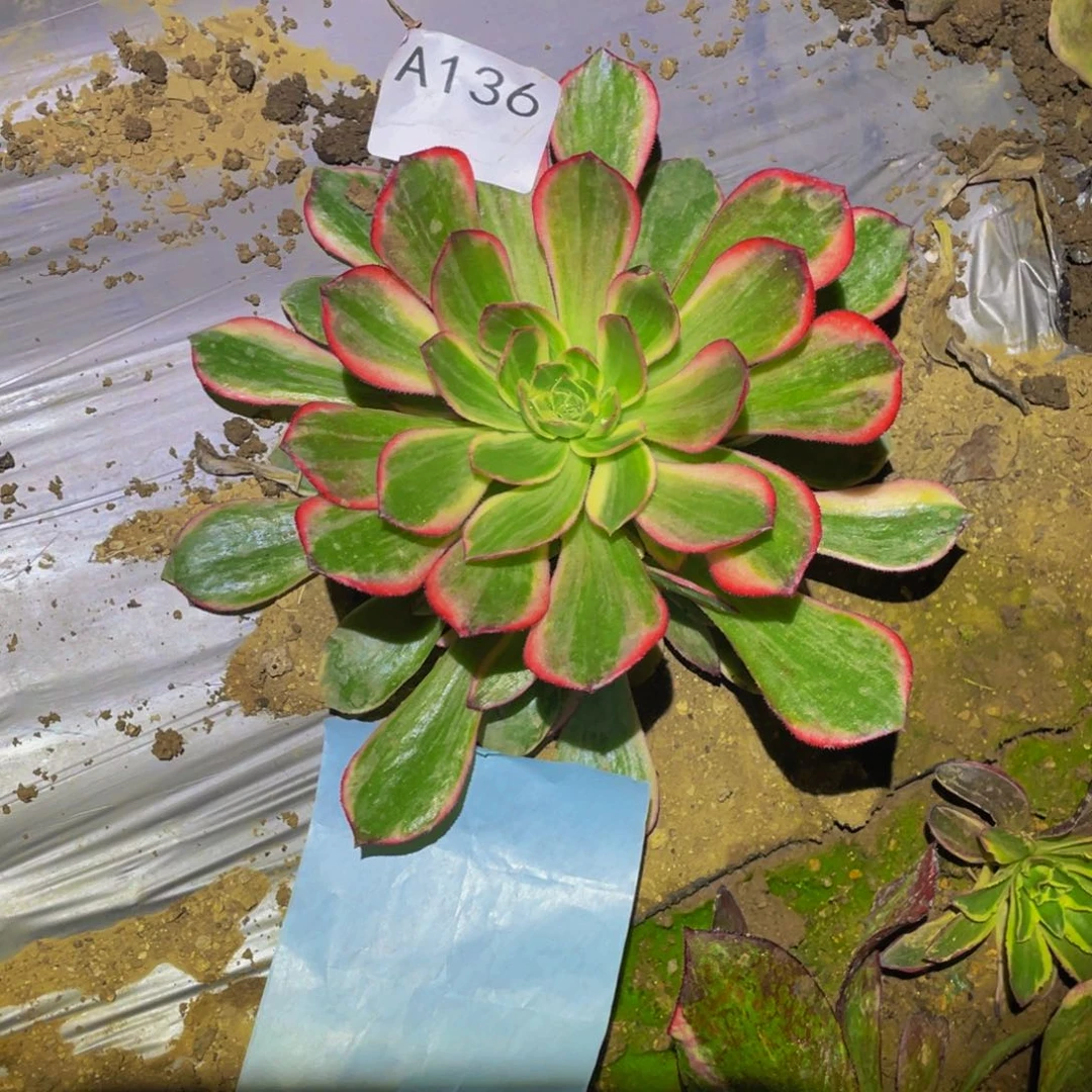 黑魔锦多肉植物136