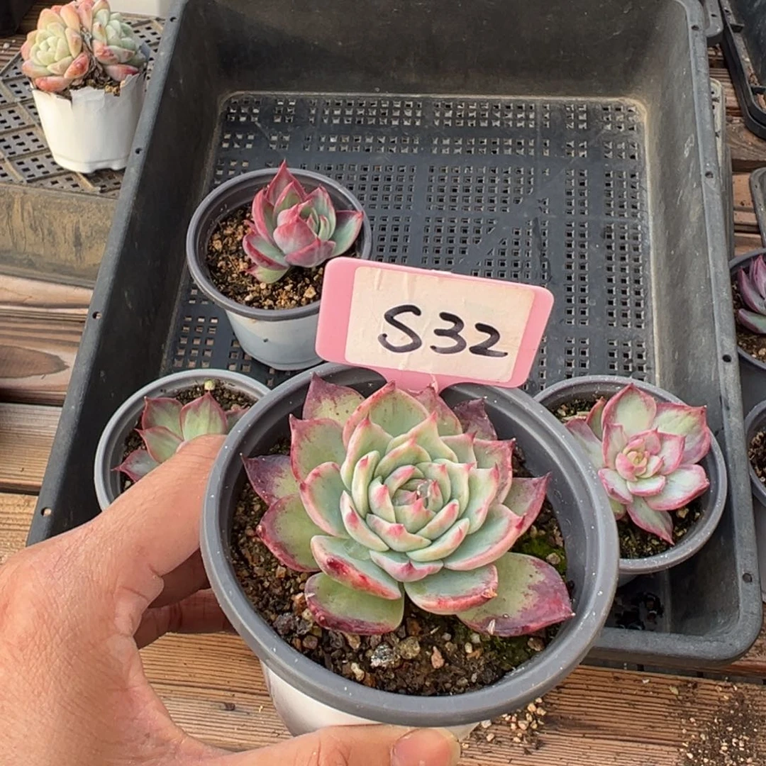 6****6S32惊鸿单头多肉