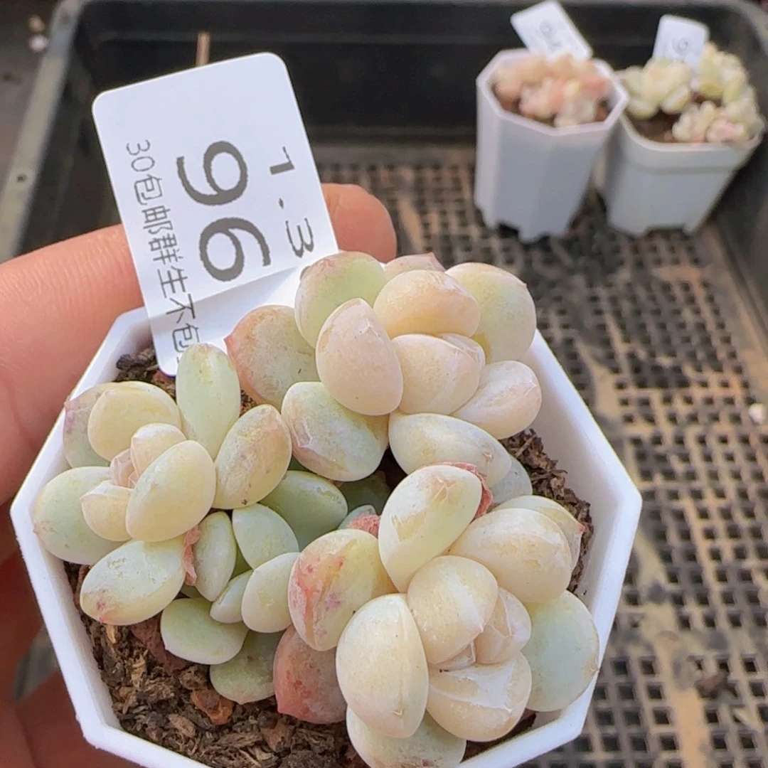 四头糖心冰玉一颗脱土发货