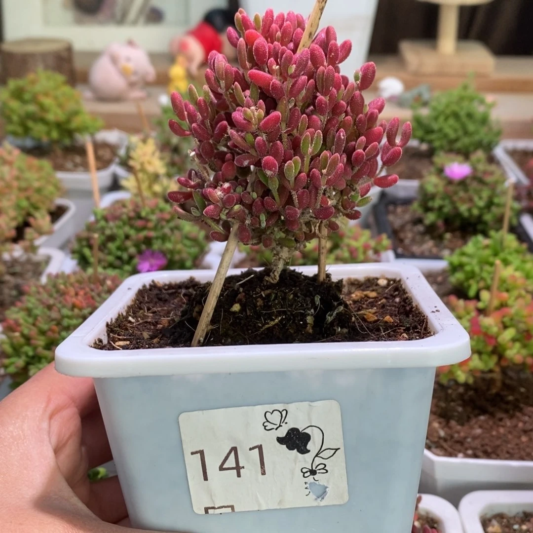 红宝石带盆土发货一物一拍