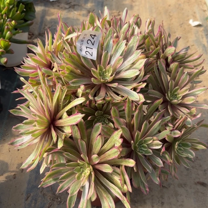 糖果粉黛多肉法师2124