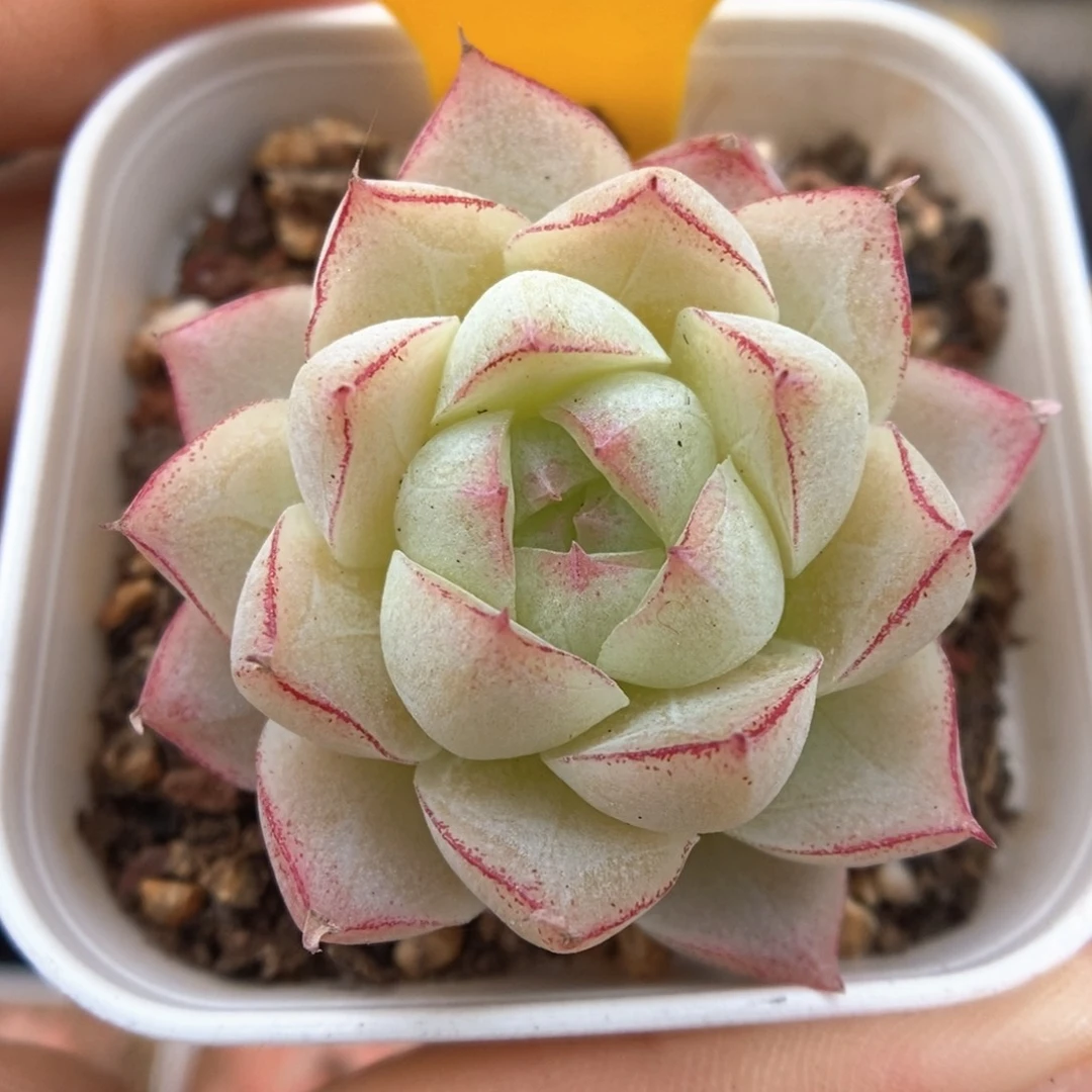 白底女王麦秆426号