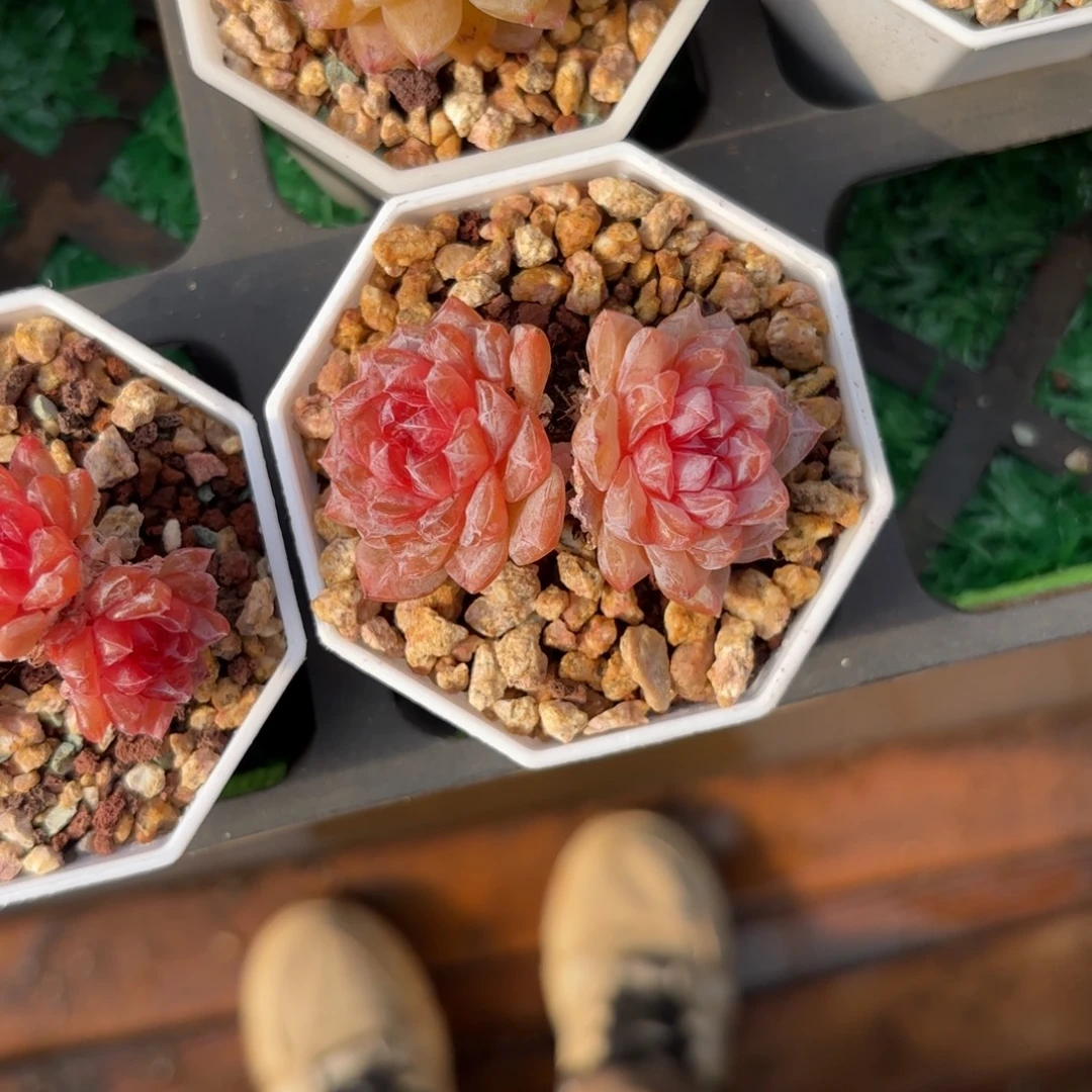 双头紫色水晶一物一拍