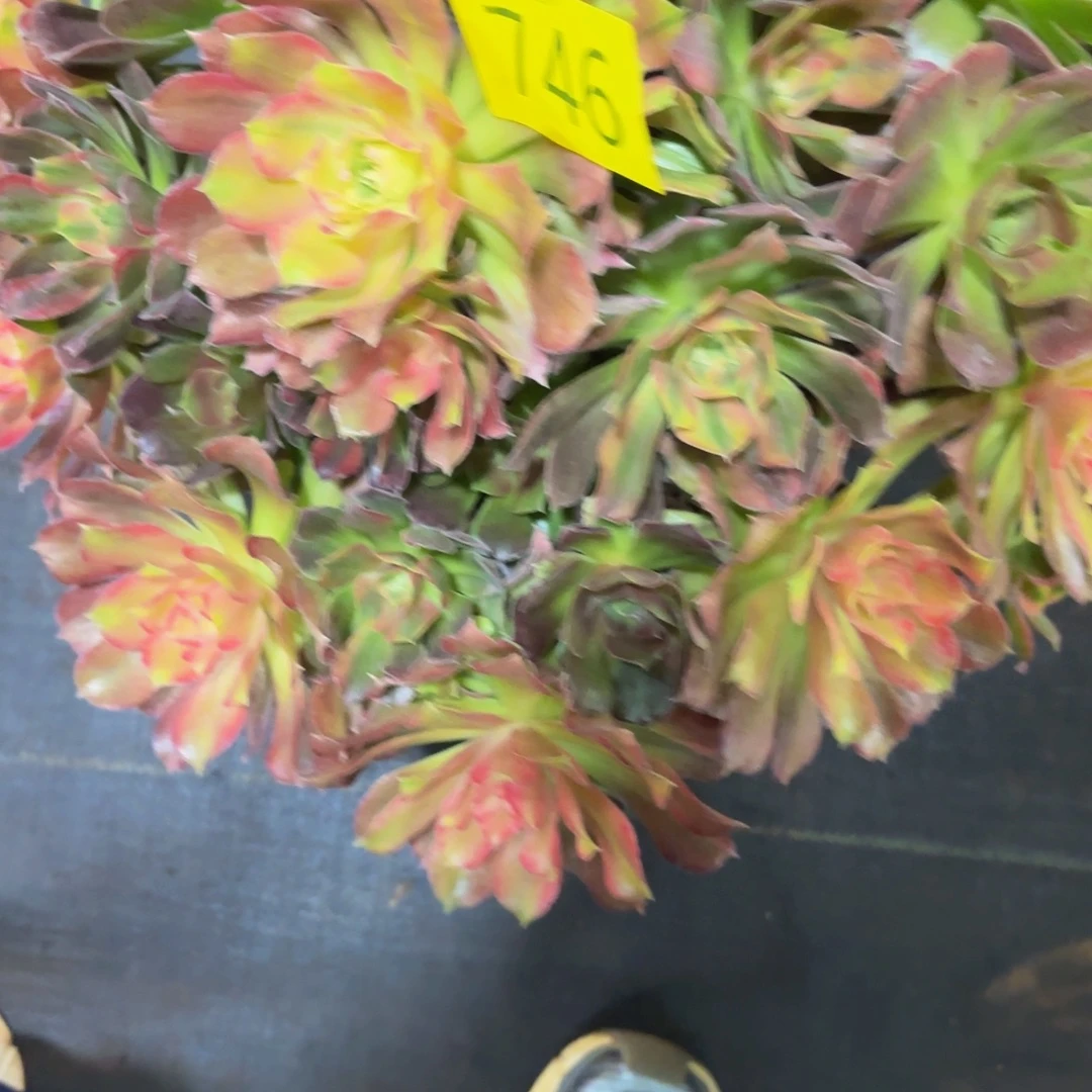 墨***汐哈哈多肉植物福利来746