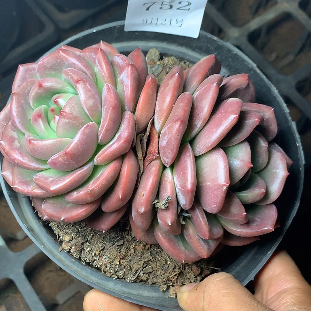 【闪购商品】云752号Q橙双头14厘米