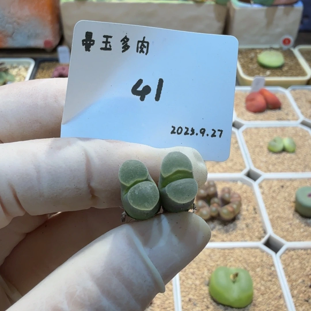布***丁多肉多肉多肉9.27-041 Y400