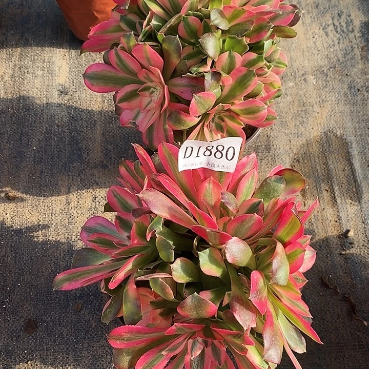 1561、1880香妃多肉母本2颗无售后