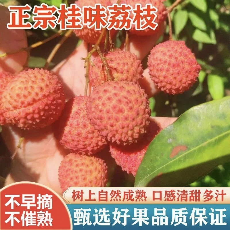 【川渝京东顺丰今天发明天到】桂味荔枝整箱桂味荔枝孕妇放心水果农家水果3斤5斤 荔枝同城送新鲜