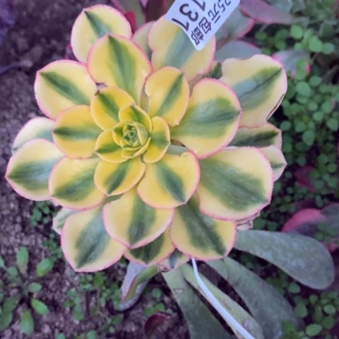 ?*会131嫁接太阳神满25包邮多肉